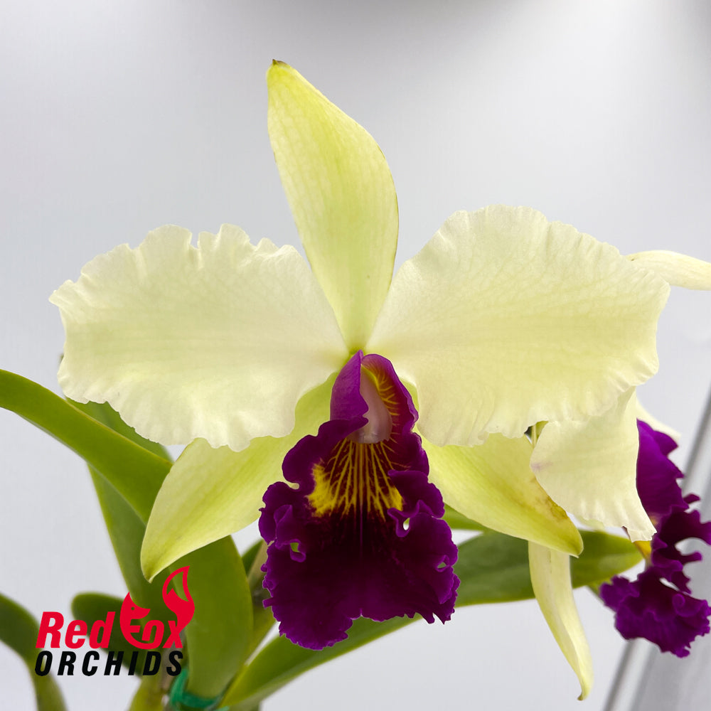 Brassolaeliocattleya Topaz Impact x Toshie Aoki 'Robin'
