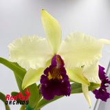 Brassolaeliocattleya Topaz Impact x Toshie Aoki 'Robin'