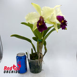 Brassolaeliocattleya Topaz Impact x Toshie Aoki 'Robin'
