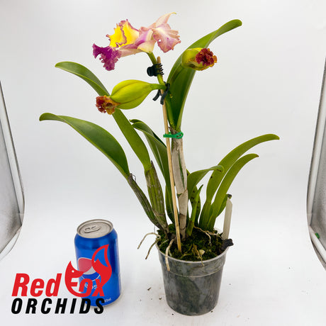 Rhyncholaeliocattleya Tsutung Beauty 'C.S.' x Rhyncholaeliocattleya Chunyeah 'Taiwan Queen'