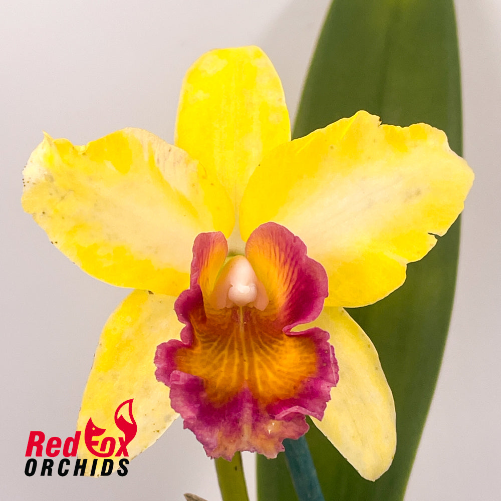 Brassolaeliocattleya Tzeng-Wen Queen X Blc. Burdekin News 'Super Semi-Alba'
