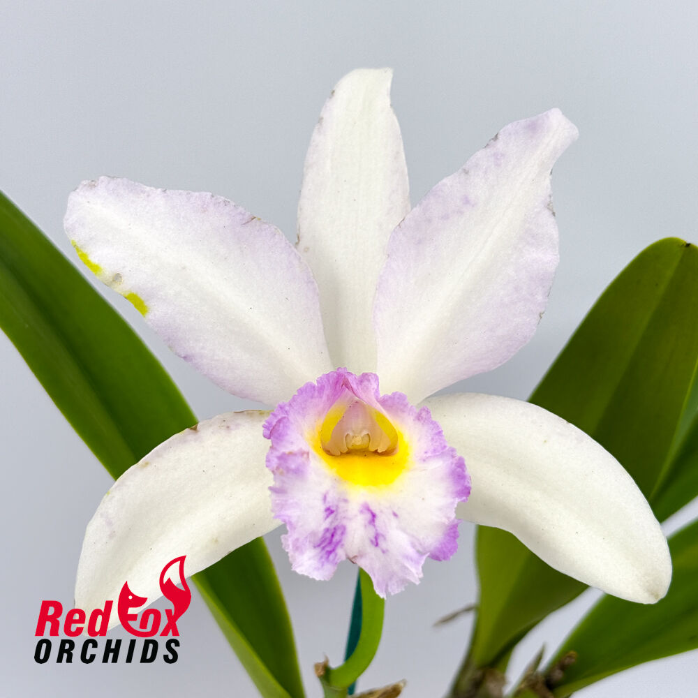 Brassolaeliocattleya Marg Putman (4n) X Blc. George King 'Southern Cross'