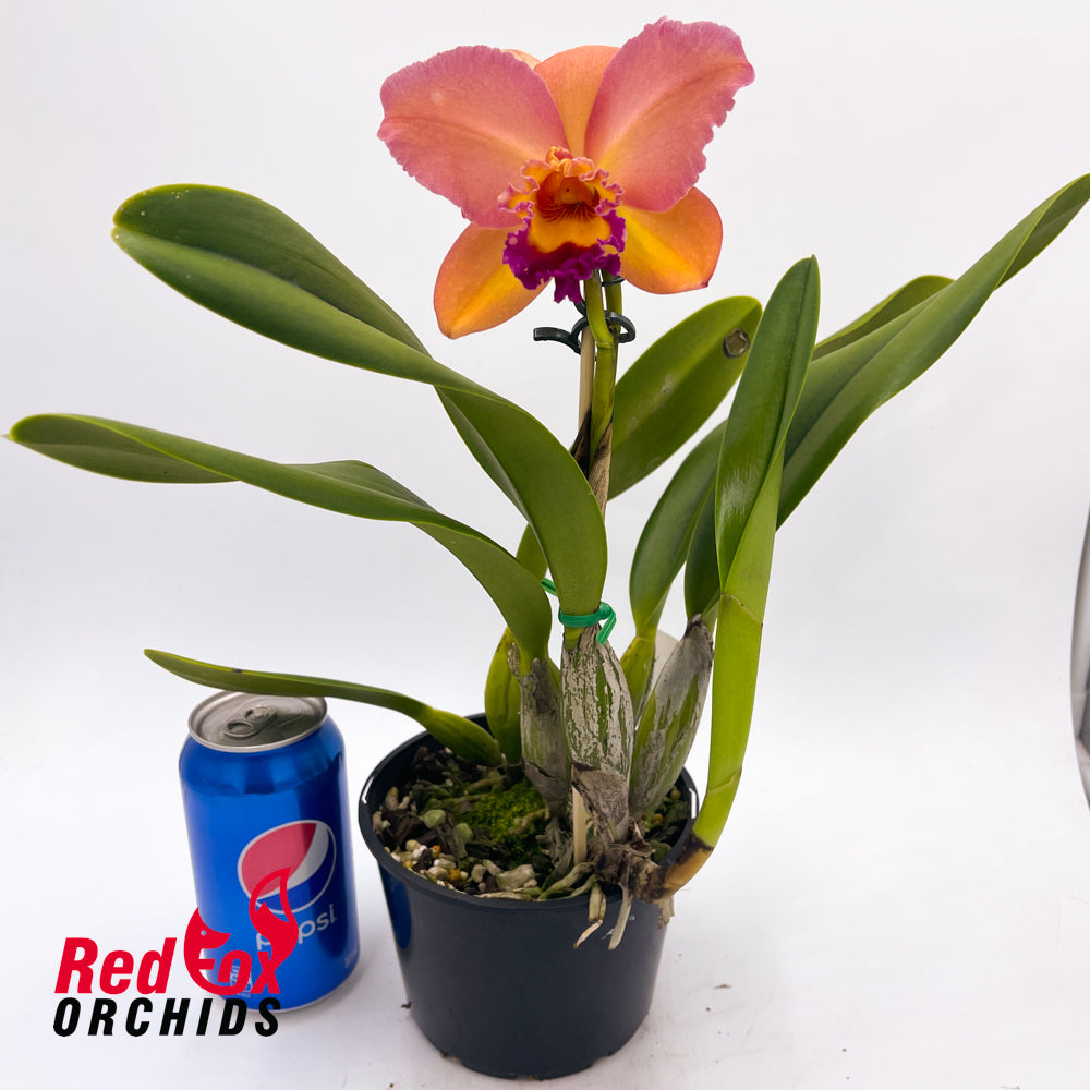 Potinara Little Magician 'Gold & Red' x Brassolaeliocattleya Dal's Grace 'Shot Pink'