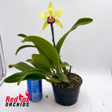 Brassolaeliocattleya Tzeng-Wen Dragon 'Orange Red Splash' X Blc. Burdekin Springtime 'Dark Lip'