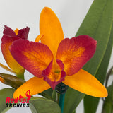 Brassolaeliocattleya Fuchs Orange Nuggett 'Bette' X Blc. Qing Ming Beauty