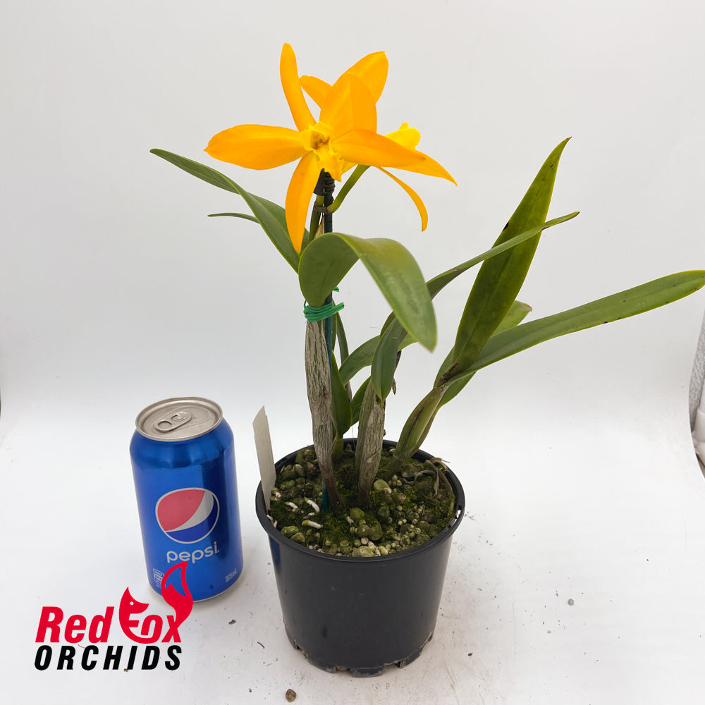 Brassolaeliocattleya Druinn's Martin X Blc. Memoria Gordon Vallance 'Snowdrift'