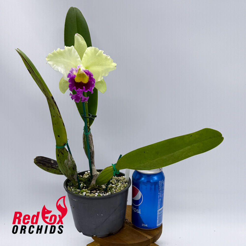Laeliocattleya Stephen Oliver Fouraker X Blc. Glenn Maidment