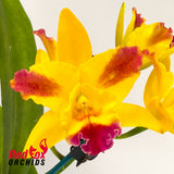 Brassolaeliocattleya Tzeng-Wen Queen 'Orange Red Splash' X Sc. Dal's Tradition 'Scherrie'