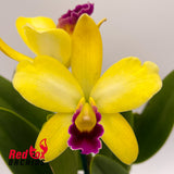 Brassolaeliocattleya (Scarlet Imp X California Girl) 'Cluster Pot' X Blc. Haw Yuan Beauty 'Star Burst'