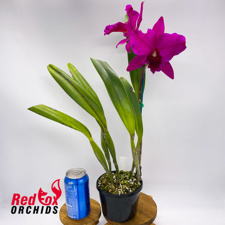 Brassolaeliocattleya Canyon Dusk 'Carmela' X Pot. Sebastian Scalia 'Ruby'