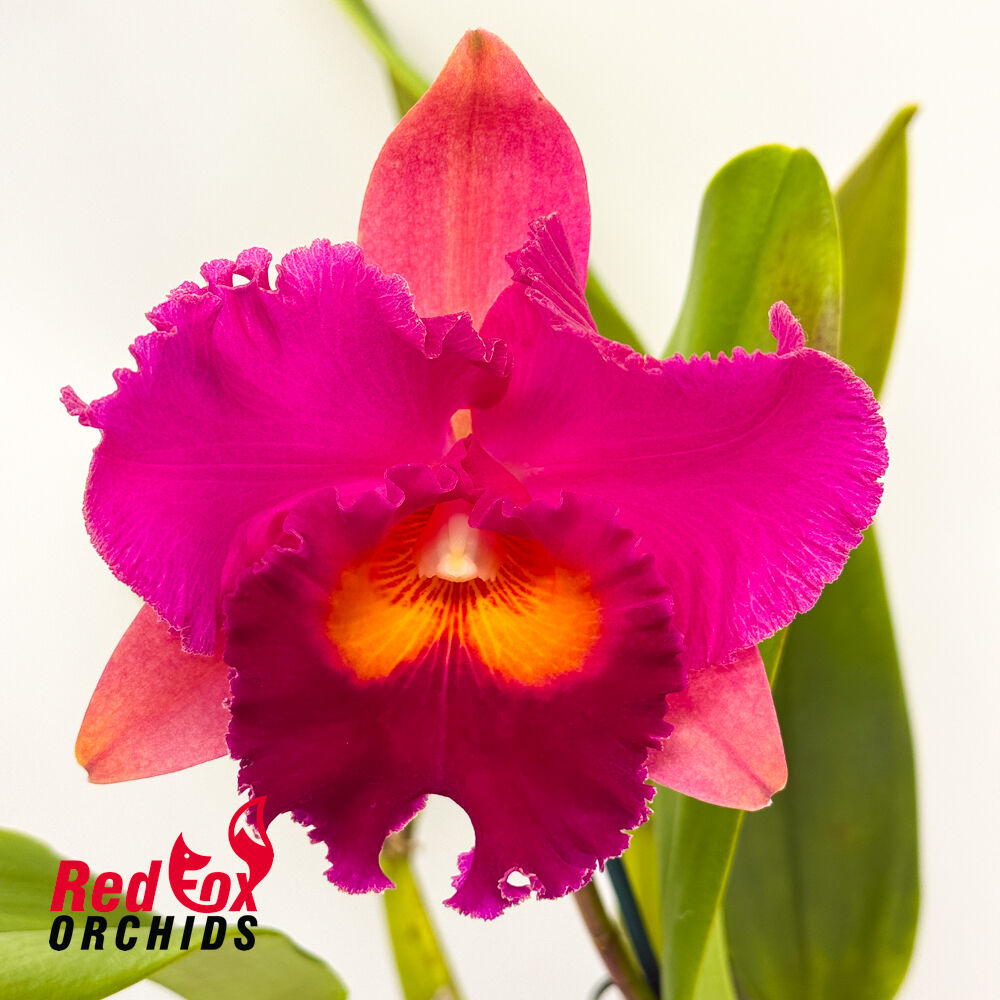 Potinara (Burdekin Velvet X Sebastian Scalia) X Blc. Goldenzelle 'Orange Pumpkin'
