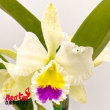 Brassolaeliocattleya Topaz Impact x Burdekin Pearl 'Rachel'