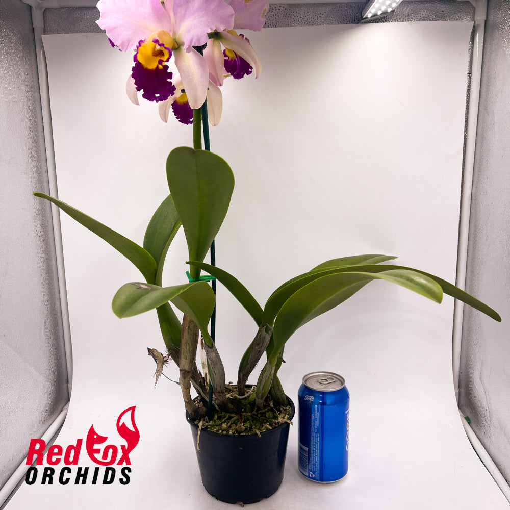 Brassolaeliocattleya Topaz Impact 'Tall Yellow' x Topaz Dancer 'Coral'