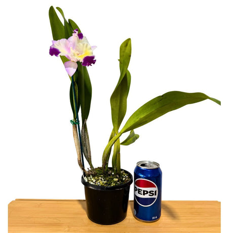 Laeliocattleya Mari's Song x Sophrocattleya Dal's Tradition 'Scherrie'