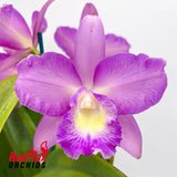 Laeliocattleya Susan Holcombe 'Yellow & Red' X Lc. Suksan's Fancy