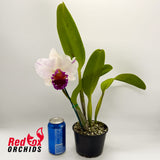 Brassolaeliocattleya Topaz Impact 'Looking Up' X Good News 'Burdekin'