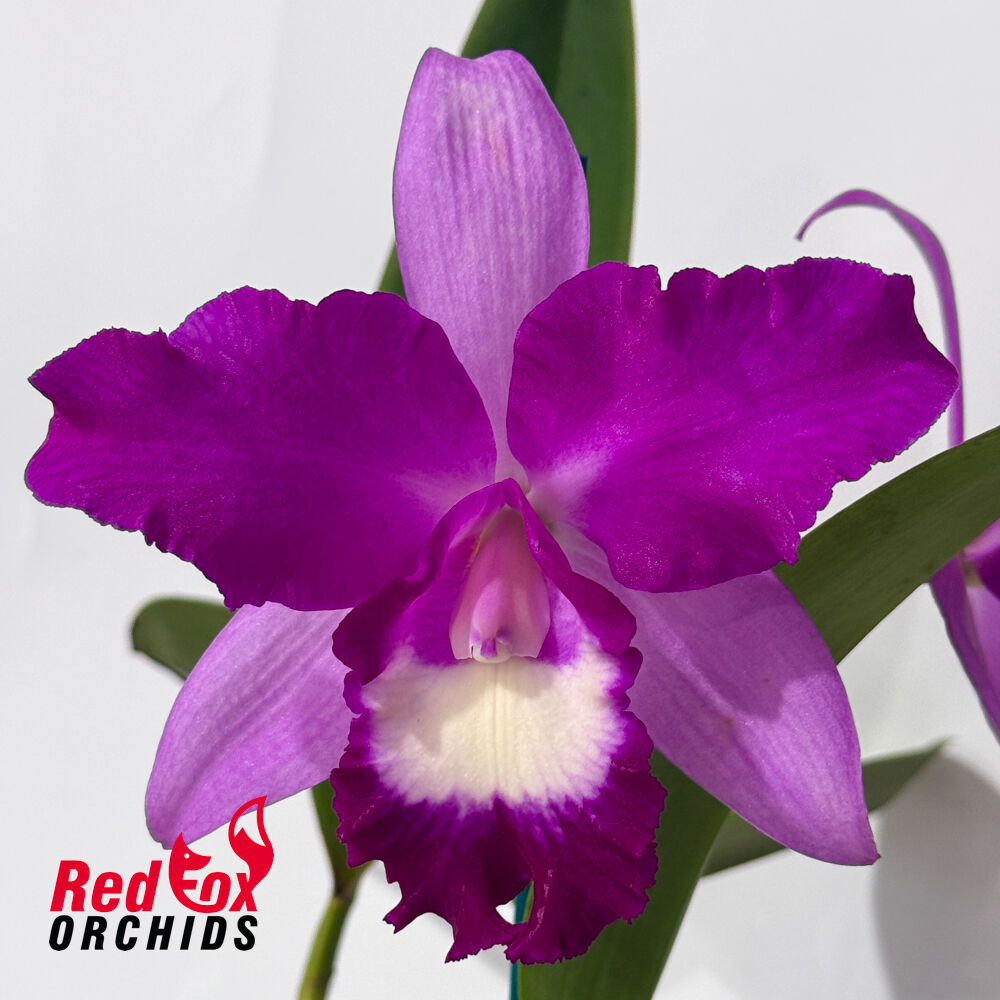 Potinara Hsinying Pink Doll 'Hsinying' X Lc. Suksan's Fancy