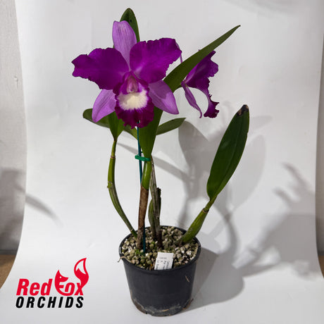 Potinara Hsinying Pink Doll 'Hsinying' X Lc. Suksan's Fancy