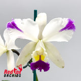 Cattleya Walkerinter 'Splashtastic' X Lc. Magic Melody