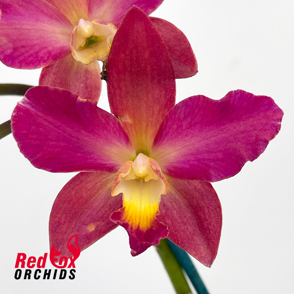 Sophrolaeliocattleya Duckitt Ruby 'Tall Red' X C. Topaz Acclaim