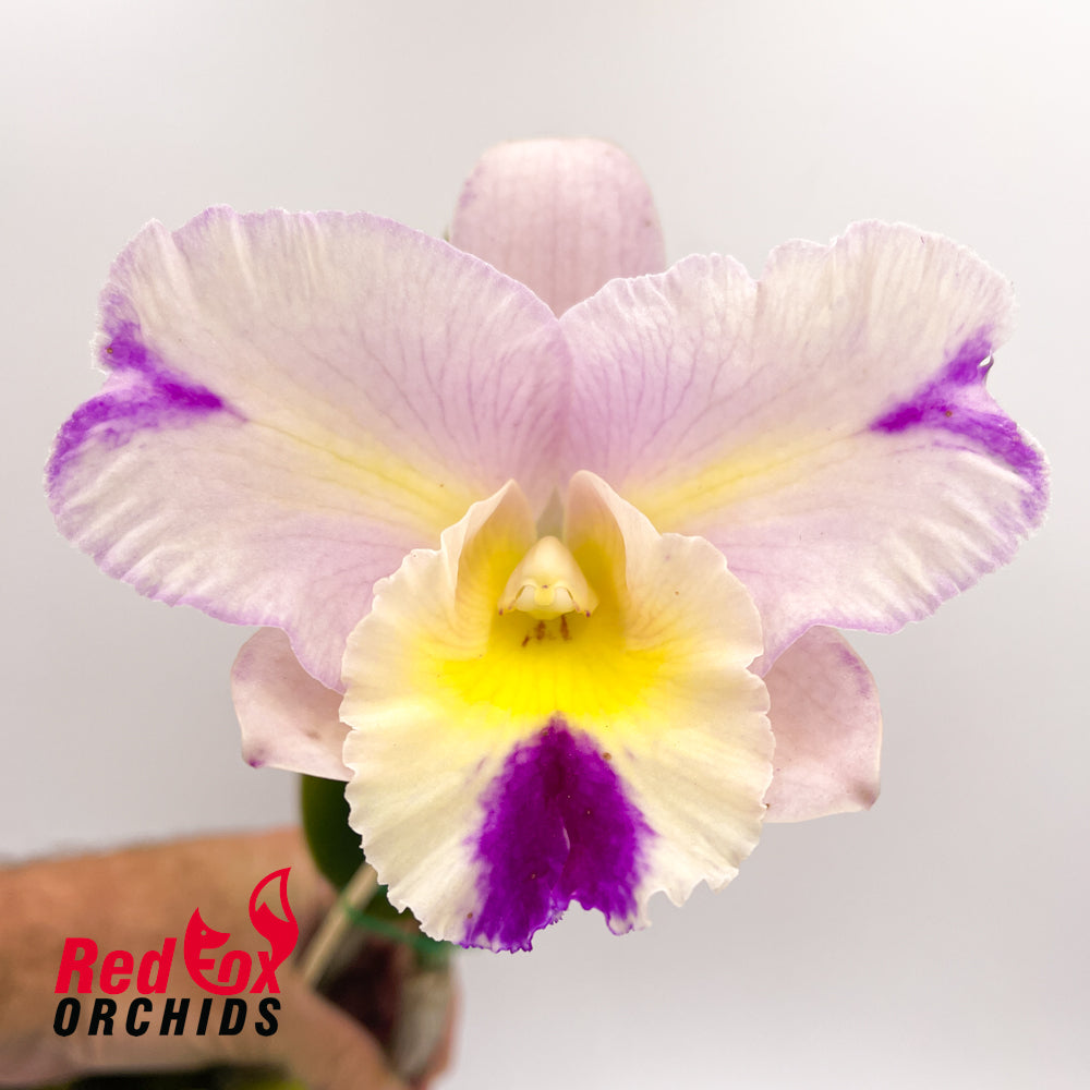 Laeliocattleya (Mildred Rives X Aussie Sunset) 'Big Semi-Alba' X Lc. Mari's Song