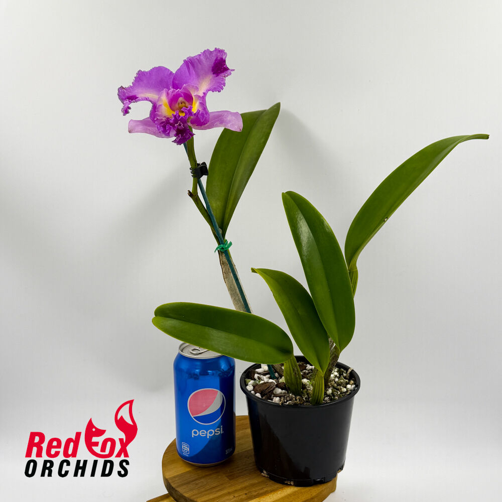 Laeliocattleya Mari's Song X Blc. Margaret Goldston 'Caramel'