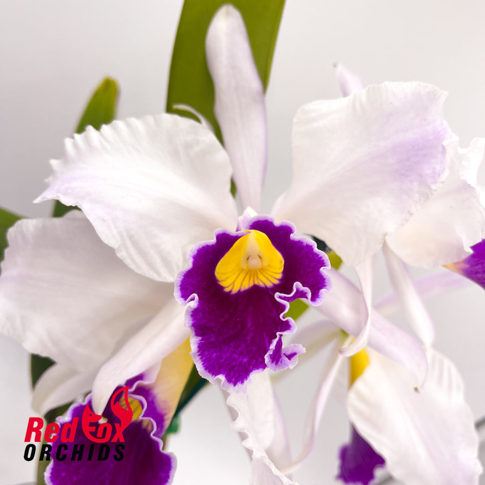 Laeliocattleya Joe Rives