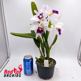 Laeliocattleya Joe Rives
