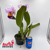Brassolaeliocattleya Dal's Horizon 'Rosie' X Blc. Margaret Goldston Caramel'