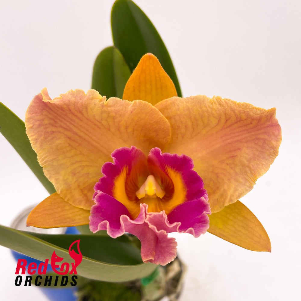Brassolaeliocattleya Tzeng-Wen Beauty 'Red Flare' X Bc. Red Flame 'Waianae'
