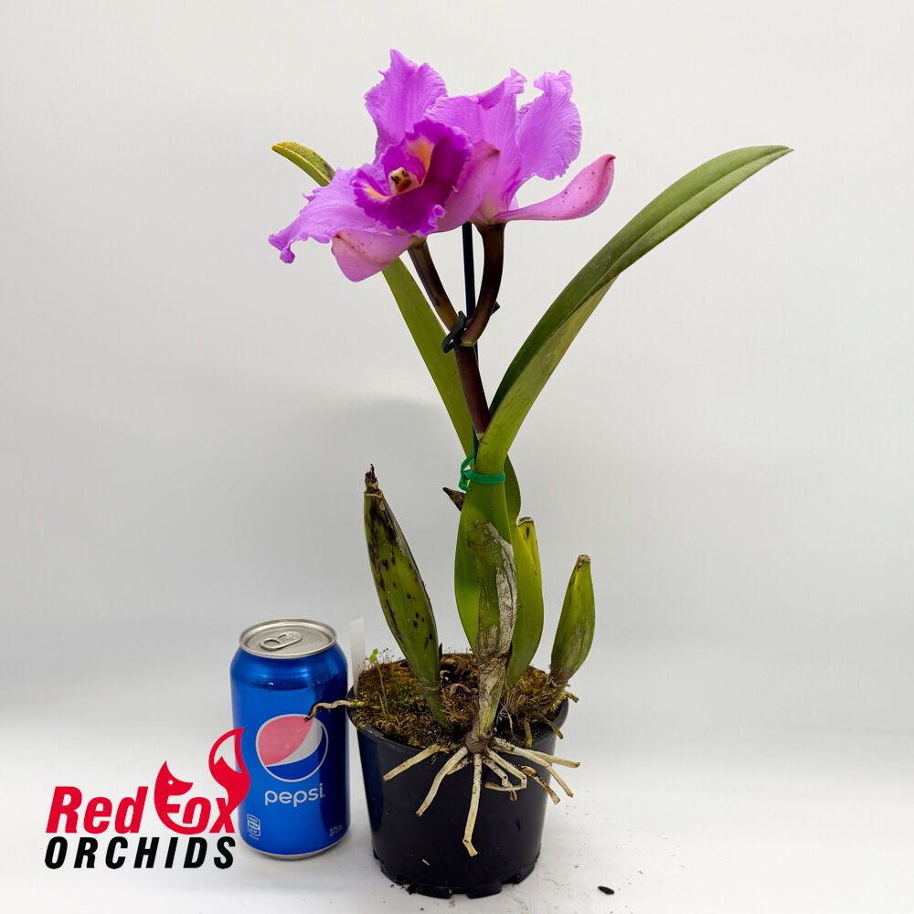 Cattleya Horace 'Maxima' X Blc. Burdekin Dream 'D.J.'