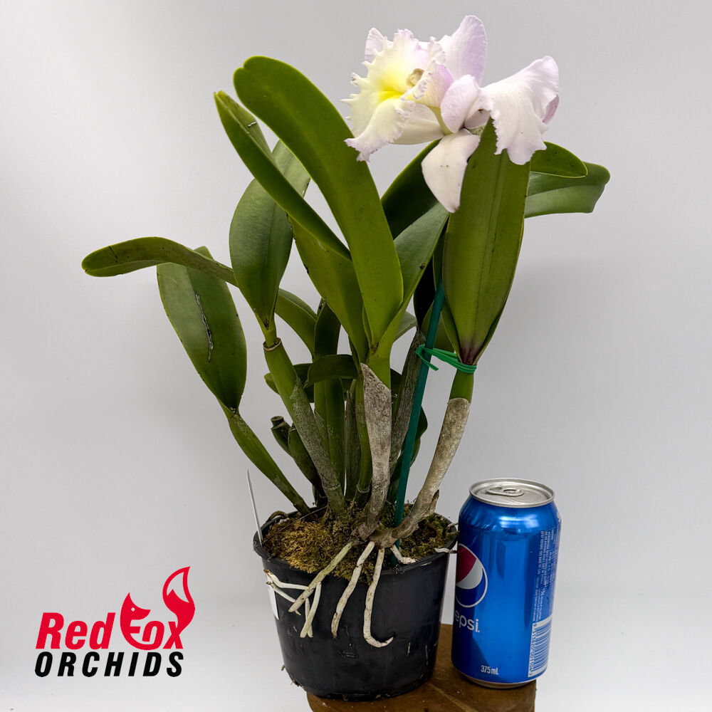 Rhyncholaeliocattleya Topaz Jardin
