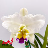 Brassolaeliocattleya Pretty Nicole 'No.1' (SemiAlba) X Blc. Topaz Impact 'Good Short'