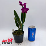 Cattleya Topaz Accalim X Blc. (Love Sound X Aussie Sunset)