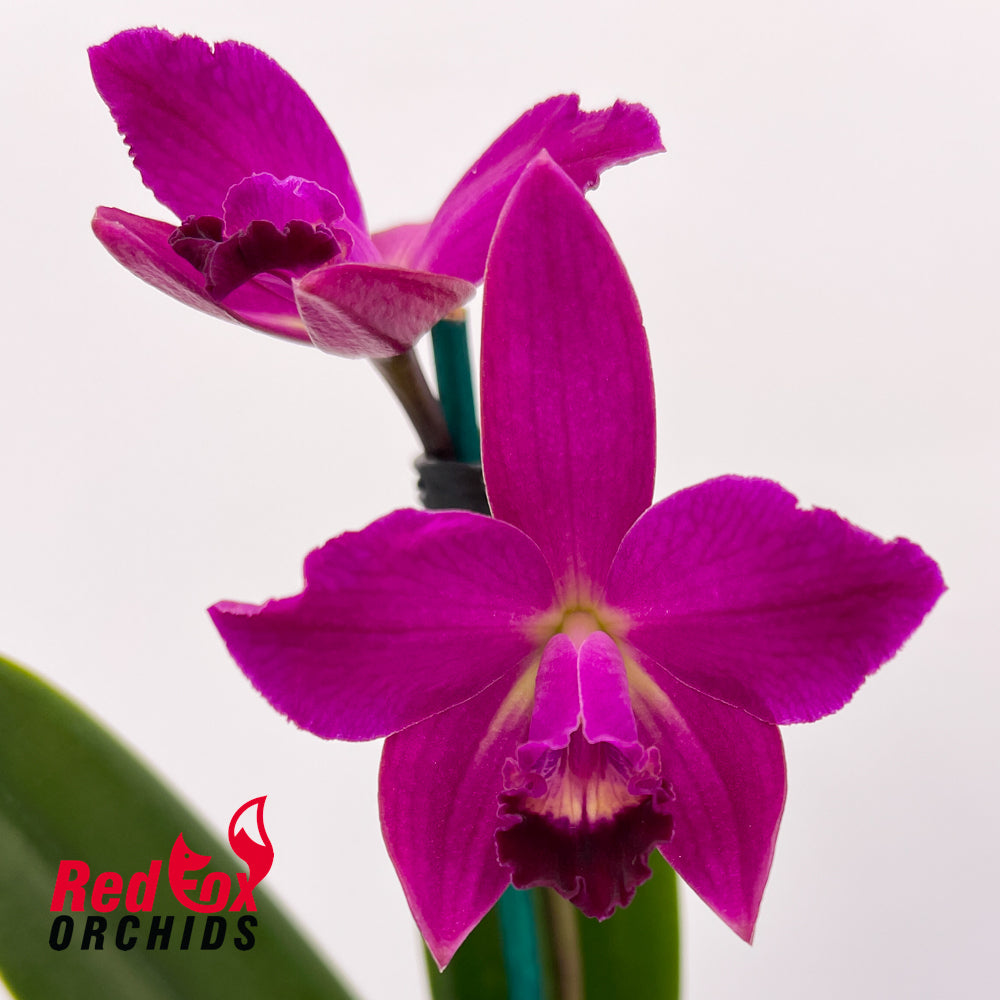 Cattleya Topaz Accalim X Blc. (Love Sound X Aussie Sunset)