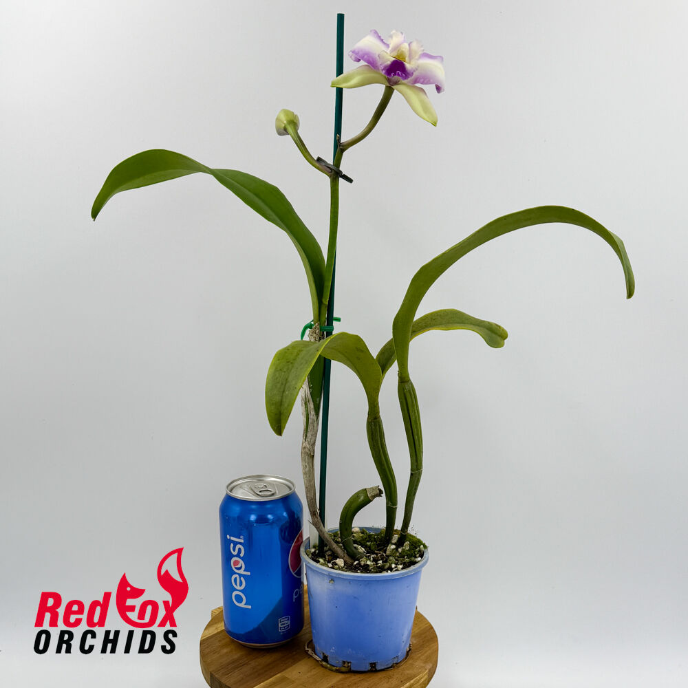 Cattleya Philip Streeter