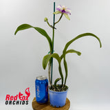 Cattleya Philip Streeter