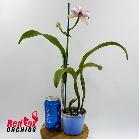 Cattleya Philip Streeter