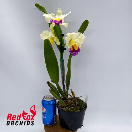 Brassolaeliocattleya Glenn Maidment X Pot. King Midas' Gold