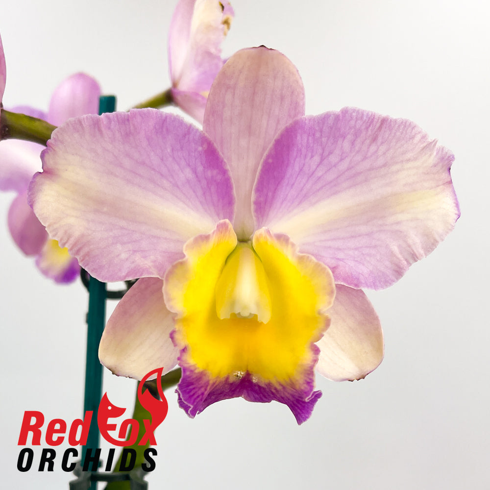 Brassolaeliocattleya Mismo x Aussie Sunray T'nt 'Southern Chameleon'