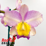 Brassolaeliocattleya Mismo x Aussie Sunray T'nt 'Southern Chameleon'