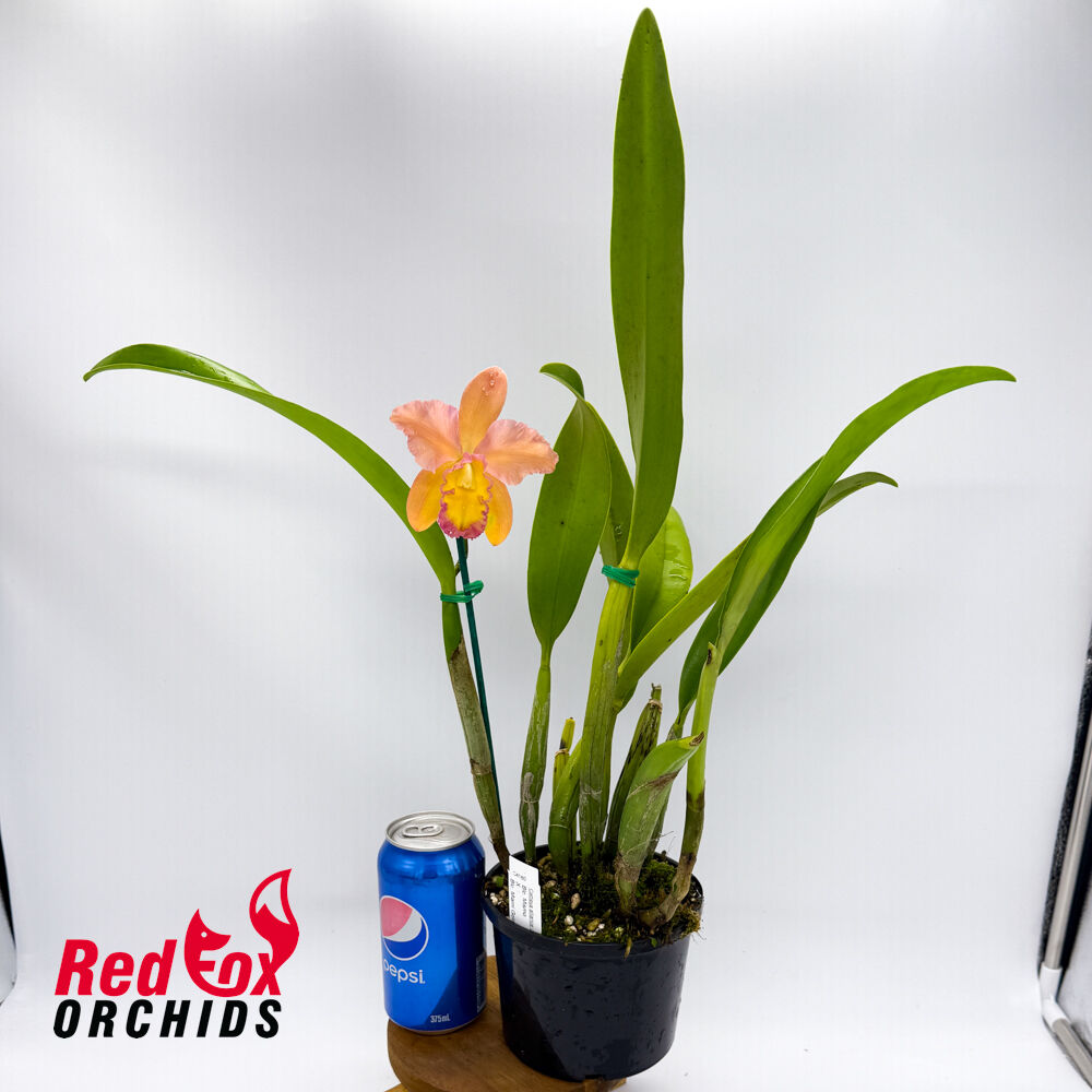 Brassolaeliocattleya Mismo X Blc. Miami Gold 'Mendenhall'