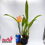 Brassolaeliocattleya Mismo X Blc. Miami Gold 'Mendenhall'