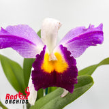 Brassolaeliocattleya Topaz Impact X Lc. Supersonic