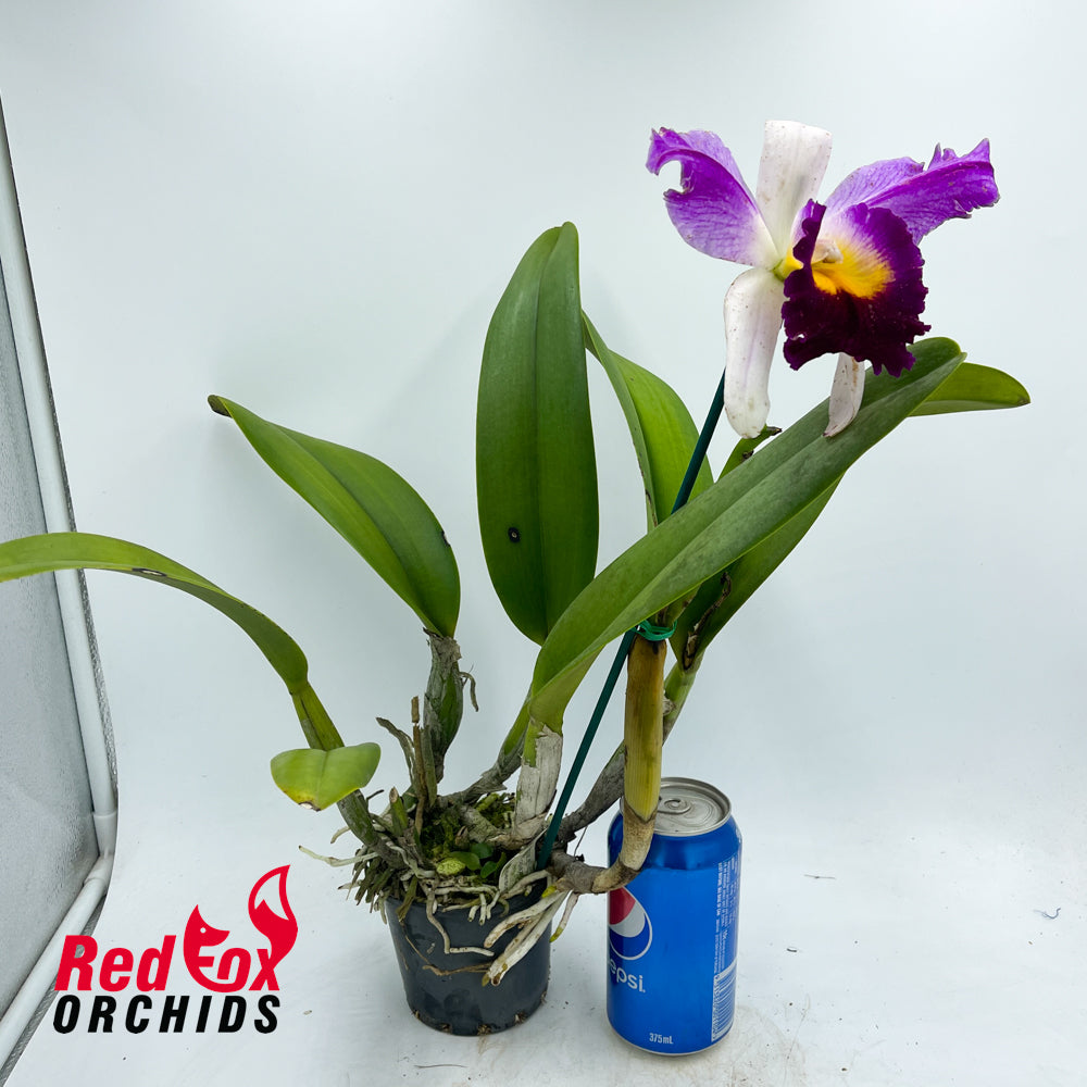 Brassolaeliocattleya Topaz Impact X Lc. Supersonic