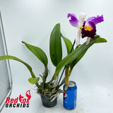 Brassolaeliocattleya Topaz Impact X Lc. Supersonic