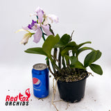 Cattleya Betsy's Azure Sea (4n) 'Carriage #2' X sibling 'Big & Spots'