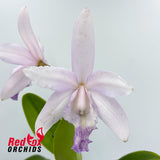 Cattleya Betsy's Azure Sea 'Big & Spots' x intermedia coerulea aquinii