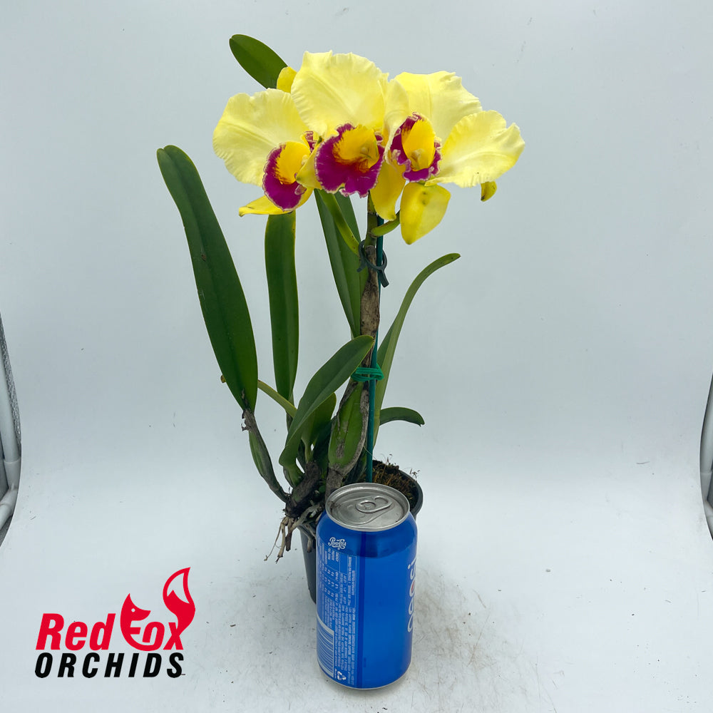 Brassolaeliocattleya Lovely Toshie 'H&R' X Blc. Margaret Goldston 'Caramel'