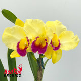 Brassolaeliocattleya Lovely Toshie 'H&R' X Blc. Margaret Goldston 'Caramel'